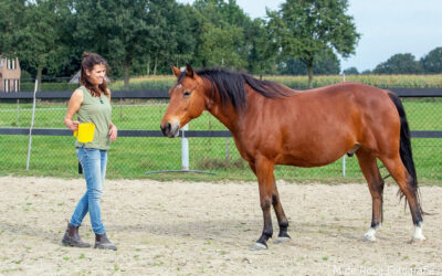 Hoefbevangenheid paard