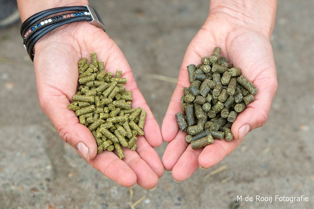 Online cursus Paardenvoeding