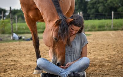 Overgewicht paard