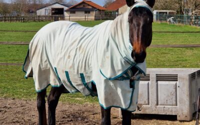 Meest effectieve behandeling van zomereczeem bij paarden